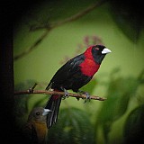 Crimsom-collared Tanager